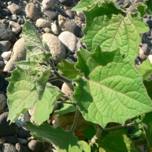 Photographie n°25292 du taxon Physalis peruviana L. [1763]