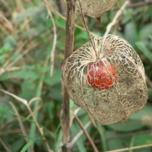 Photographie n°25294 du taxon Physalis alkekengi L. [1753]