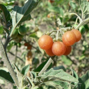 Solanum luteum subsp. alatum (Moench) Dostál (Morelle à tige ailée)