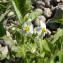  Mathieu MENAND - Solanum sarachoides Sendtn. [1846]