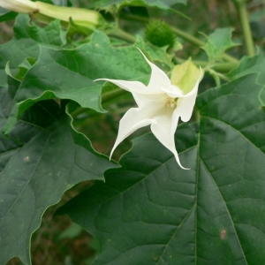 Photographie n°25304 du taxon Datura stramonium L. [1753]