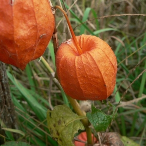 Photographie n°25307 du taxon Physalis alkekengi L. [1753]