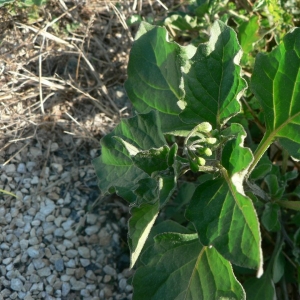 Photographie n°25310 du taxon Solanum nigrum L. [1753]