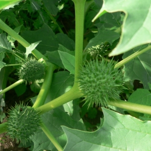 Photographie n°25313 du taxon Datura stramonium L. [1753]