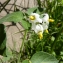 Mathieu MENAND - Solanum chenopodioides Lam. [1794]