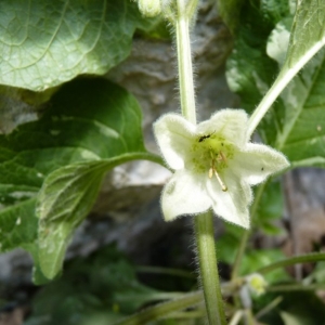 Photographie n°25318 du taxon Physalis alkekengi L. [1753]