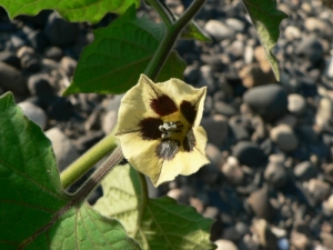 Mathieu MENAND, le  8 septembre 2009 (Mariol)