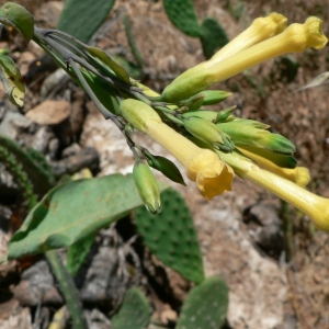 Photographie n°25321 du taxon Nicotiana glauca Graham [1828]