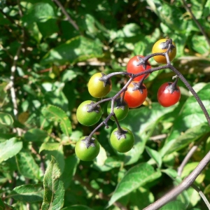 Photographie n°25322 du taxon Solanum dulcamara L. [1753]