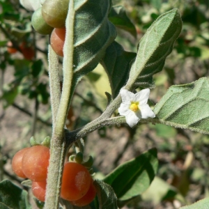 Photographie n°25325 du taxon Solanum villosum subsp. miniatum (Bernh. ex Willd.) Edmonds [1984]