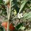  Mathieu MENAND - Solanum villosum subsp. miniatum (Bernh. ex Willd.) Edmonds [1984]