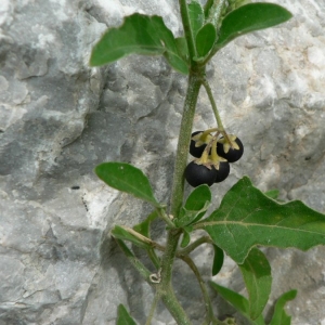 Photographie n°25327 du taxon Solanum chenopodioides Lam. [1794]