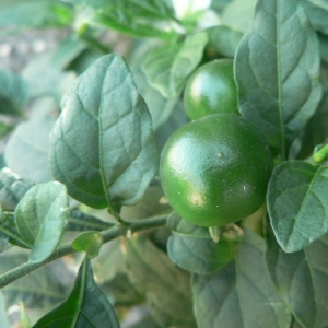 Photographie n°25328 du taxon Solanum pseudocapsicum L. [1753]