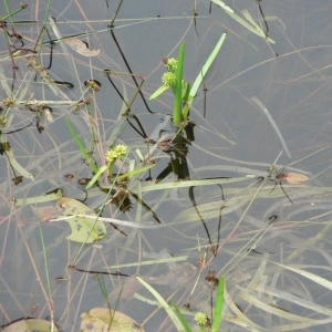 Photographie n°25333 du taxon Sparganium minimum Wallr. [1840]