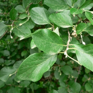 Photographie n°25337 du taxon Styrax officinalis L. [1753]