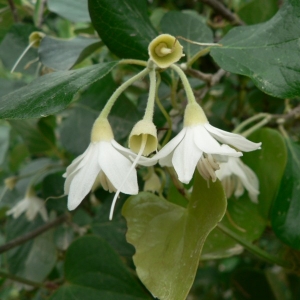 Photographie n°25339 du taxon Styrax officinalis L. [1753]