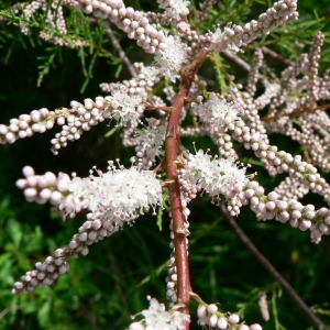 Tamarix anglica Webb (Tamaris commun)