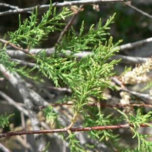 Photographie n°25343 du taxon Tamarix africana Poir. [1789]