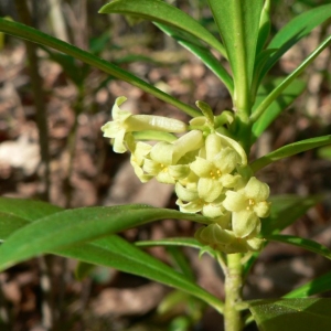 Daphne laureola L. subsp. laureola (Daphné lauréole)