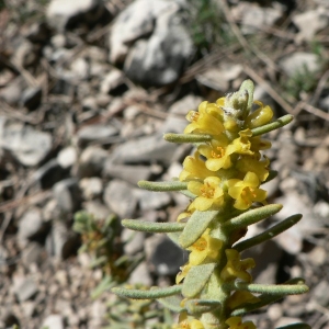 Photographie n°25372 du taxon Thymelaea tinctoria (Pourr.) Endl. [1847]