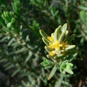 Photographie n°25375 du taxon Thymelaea tinctoria (Pourr.) Endl. [1847]