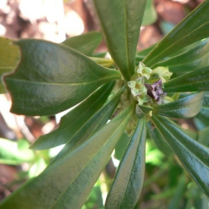 Photographie n°25382 du taxon Daphne laureola subsp. philippi (Gren.) Nyman [1881]