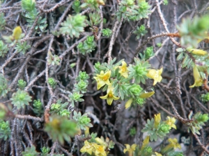 Mathieu MENAND, le 14 juin 2008 (Bethmale)