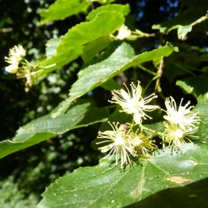 Photographie n°25396 du taxon Tilia cordata Mill. [1768]