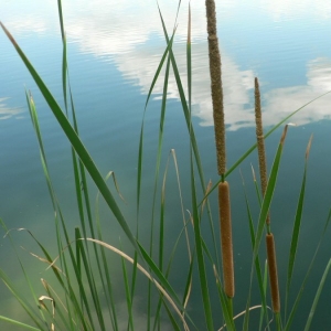 Photographie n°25402 du taxon Typha angustifolia L. [1753]