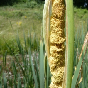 Photographie n°25403 du taxon Typha latifolia L. [1753]