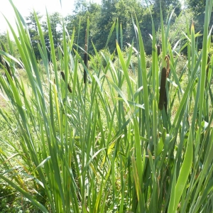 Photographie n°25404 du taxon Typha angustifolia L. [1753]