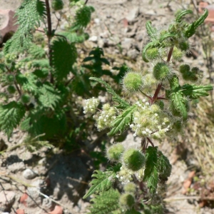 Photographie n°25418 du taxon Urtica pilulifera L. [1753]