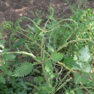 Photographie n°25421 du taxon Urtica membranacea Poir. [1798]