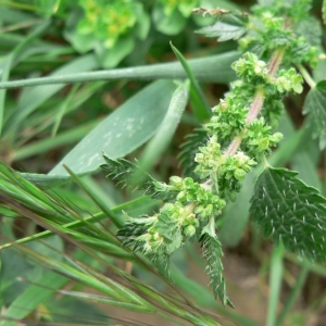 Photographie n°25424 du taxon Urtica urens L. [1753]