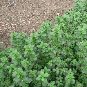 Photographie n°25428 du taxon Urtica urens L. [1753]