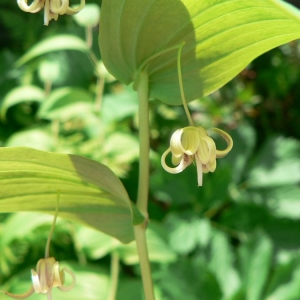 Photographie n°25432 du taxon Streptopus amplexifolius (L.) DC.