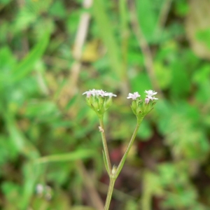 Photographie n°25437 du taxon Valerianella dentata (L.) Pollich [1776]