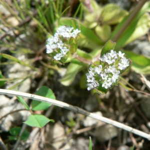 Photographie n°25441 du taxon Valerianella carinata Loisel. [1810]