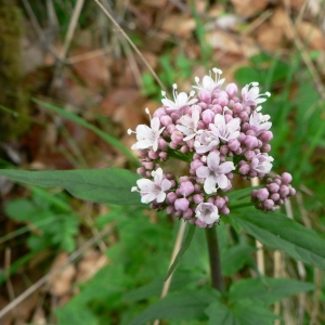 Photographie n°25443 du taxon Valeriana tripteris L.