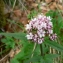  Mathieu MENAND - Valeriana tripteris L.