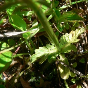 Photographie n°25444 du taxon Valeriana dioica L. [1753]