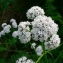  Mathieu MENAND - Valeriana officinalis subsp. repens (Host) O.Bolòs & Vigo