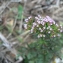  Mathieu MENAND - Centranthus calcitrapae (L.) Dufr. [1811]