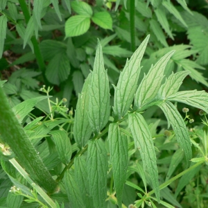 Photographie n°25458 du taxon Valeriana officinalis subsp. repens (Host) O.Bolòs & Vigo