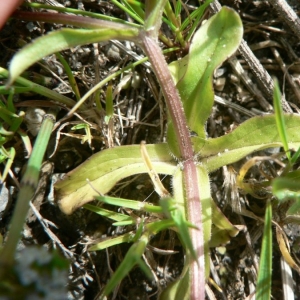 Photographie n°25459 du taxon Valerianella carinata Loisel. [1810]