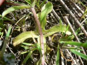 Mathieu MENAND, le  6 avril 2010 (Castelnau-d'Estrétefonds)