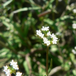 Valerianella laxiflora Dufr. (Doucette auriculée)