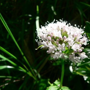 Photographie n°25462 du taxon Valeriana montana L. [1753]