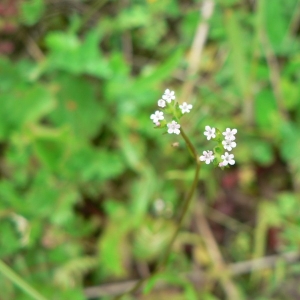 Valerianella dentata var. leiosperma (Wallr.) Fiori