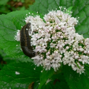 Photographie n°25475 du taxon Valeriana pyrenaica L. [1753]